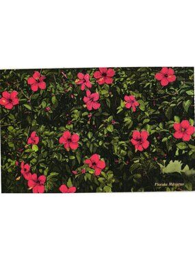Florida Hibiscus Vintage Postcard C.T. Art-Colortone Floral Theme Pre-Owned